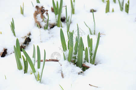 雪中唤醒的花朵生长蓬图片