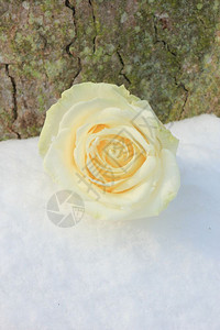 清雪中的象牙白玫瑰背景图片