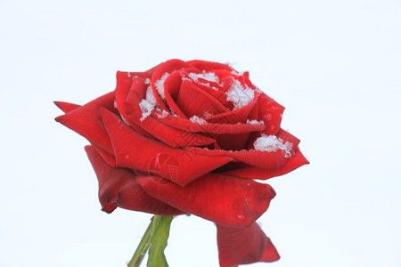一朵大红玫瑰满是雪图片