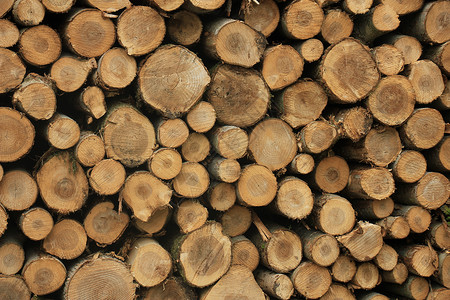 森林中大量砍碎的薪柴背景图片