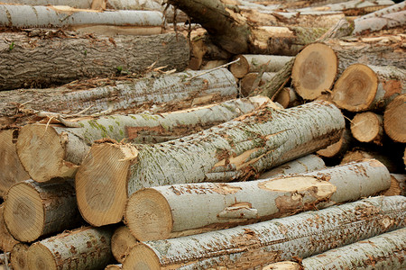 森林中大量砍碎的薪柴背景图片