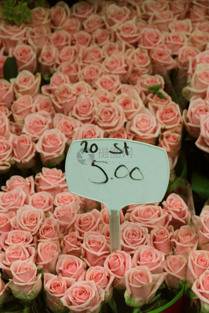 市场上的大粉红玫瑰标记文字荷兰语名称和价格图片