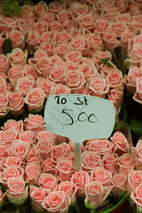 市场上的大粉红玫瑰标记文字荷兰语名称和价格图片