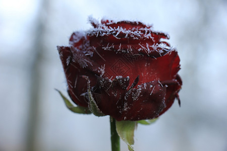 一朵红玫瑰上的白冰霜图片