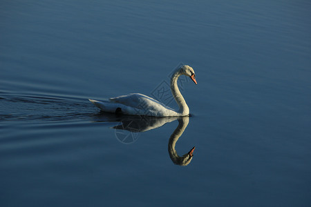 一只单天鹅和他自己的反光游在静的水上图片