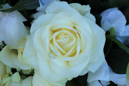 单白玫瑰结婚花束新娘图片
