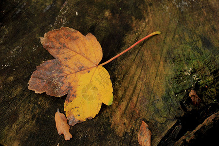 湿木上的秋叶图片