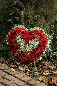 红玫瑰树旁的鲜花或图片