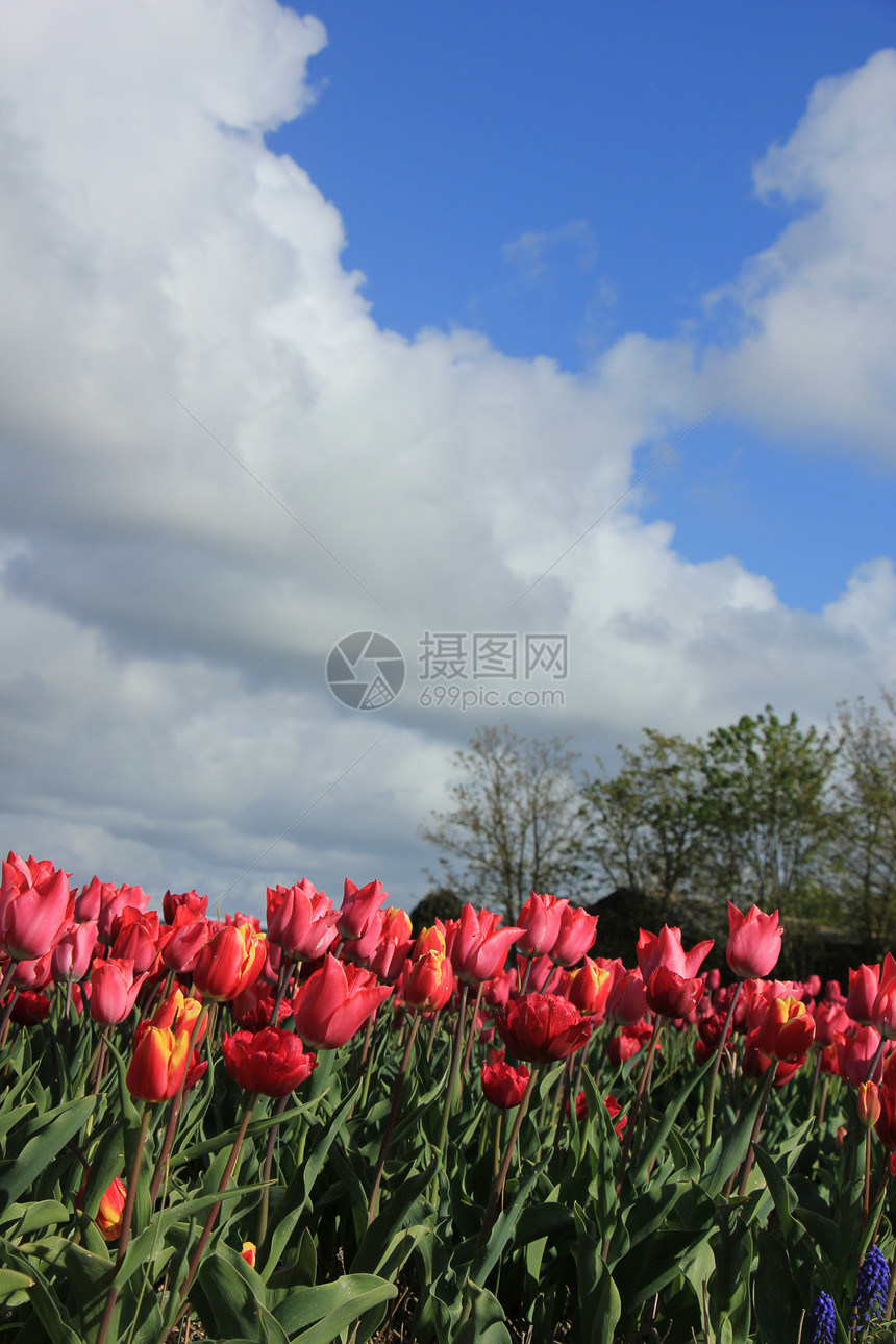 红和粉色郁金香在田地里花圈业图片