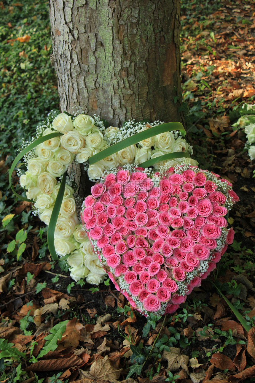 在一棵树附近用白玫瑰和粉红制成的心形同情花朵图片