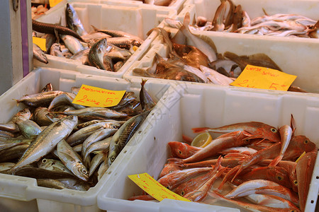 市场摊位上的新鲜鱼标签荷兰语价格和产品信息鱼共同货箱图片