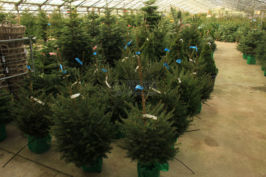 圣诞树销售不同的大小和种类标记上的案文拉丁树木名称欧元价格图片