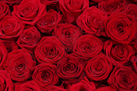 一群红玫瑰完美如背景背景图片