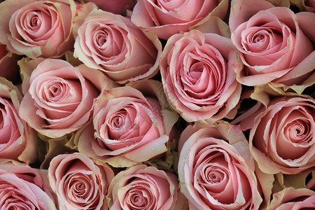 粉红色的玫瑰花粉红色的婚礼玫瑰图片