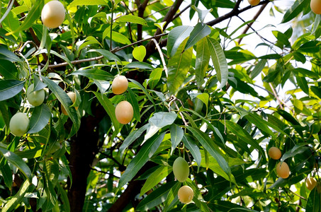 玛利亚梅或马朗泰国水果挂在树上图片