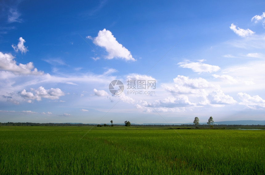 蓝色天空和白云的稻田景观拍摄图片