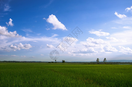 蓝色天空和白云的稻田景观拍摄图片