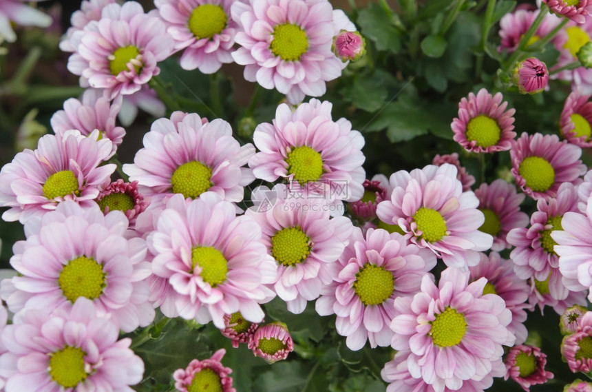 夏季田地有美丽的粉红色花朵美丽的图片