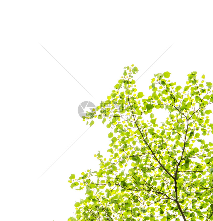 白色背景上的绿叶和图片