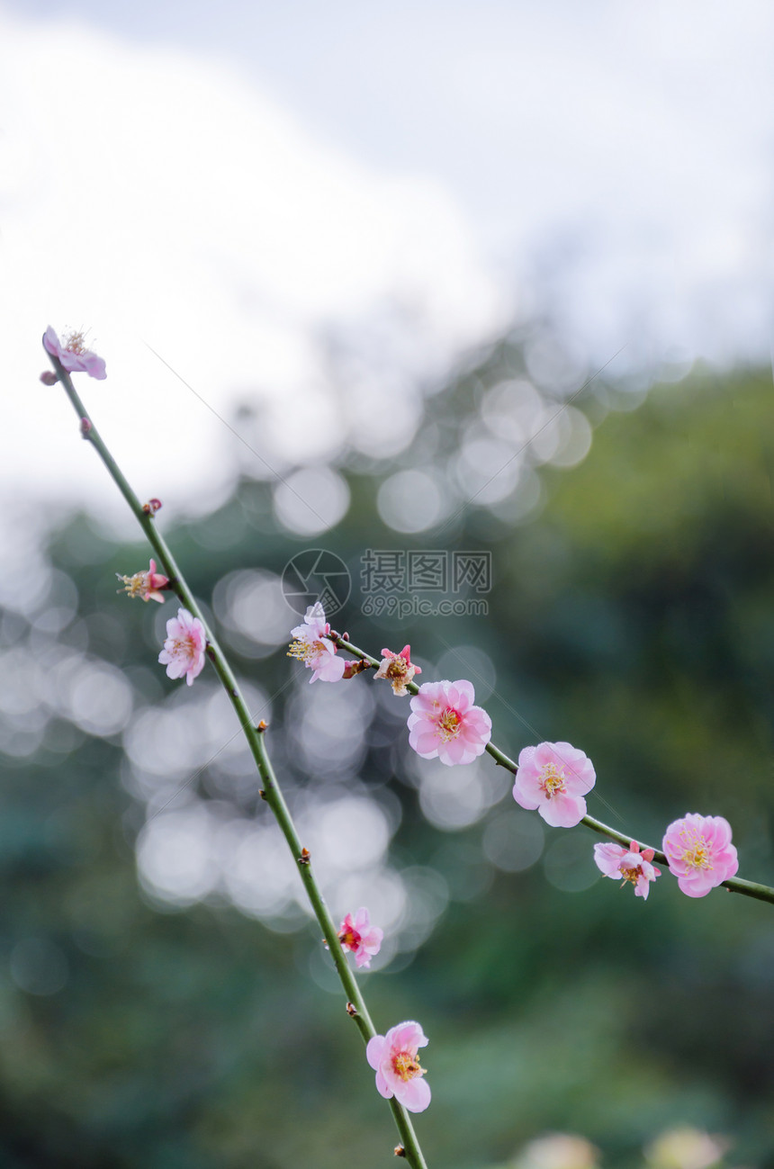 花园里有粉红色鲜图片