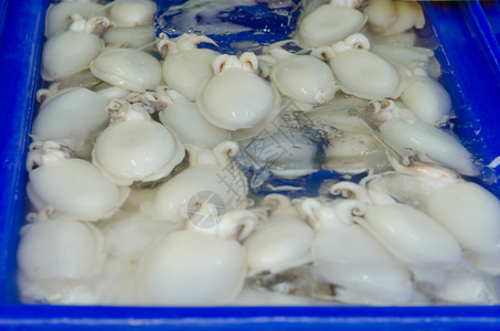 新鲜鱿鱼当地市场新鲜的鱿鱼群图片