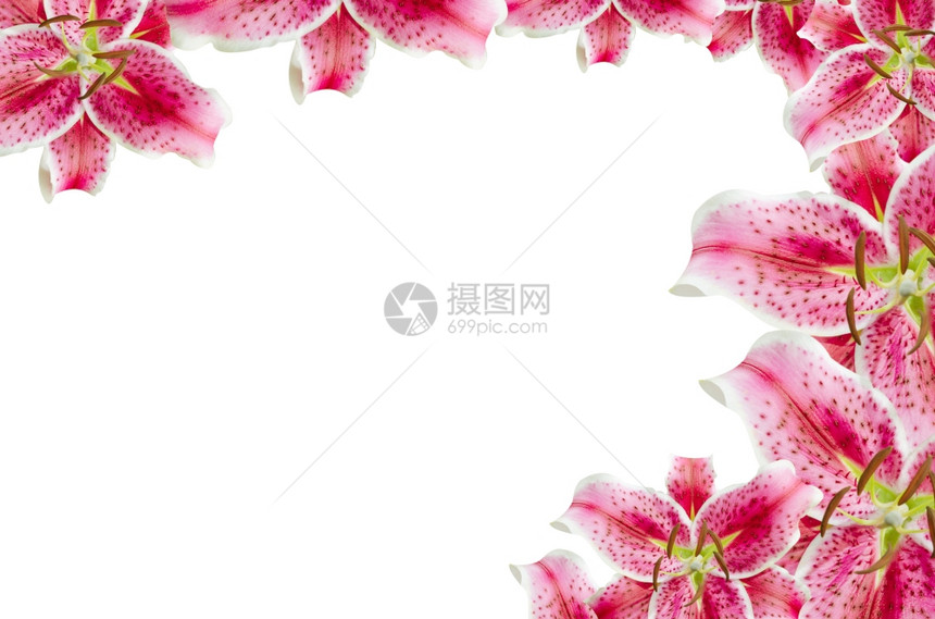 粉红百合粉红花在白色上用于背景图片