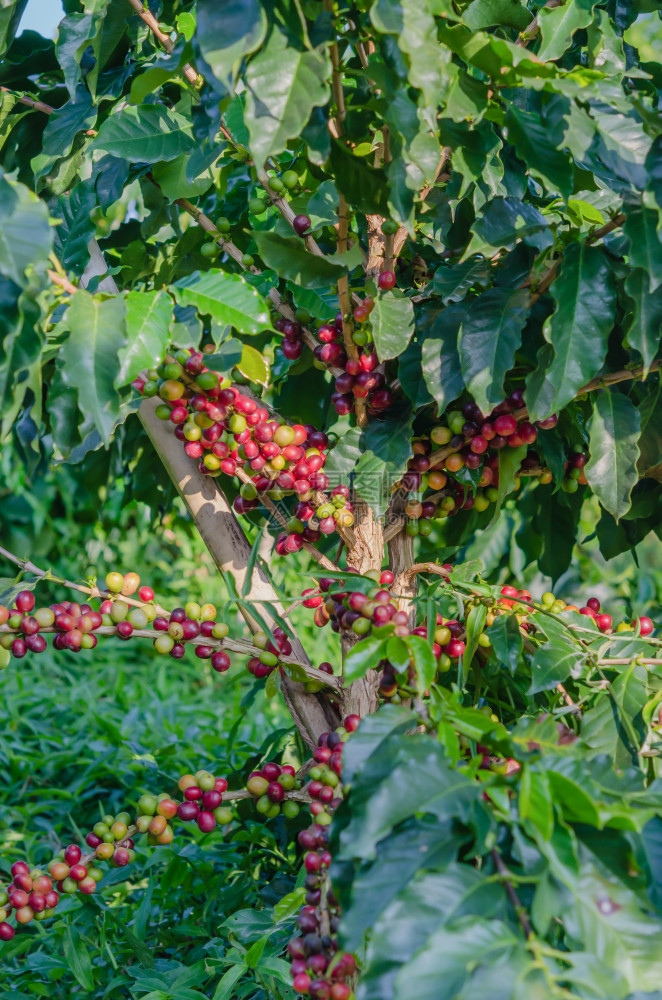 咖啡树农场上咖啡豆图片