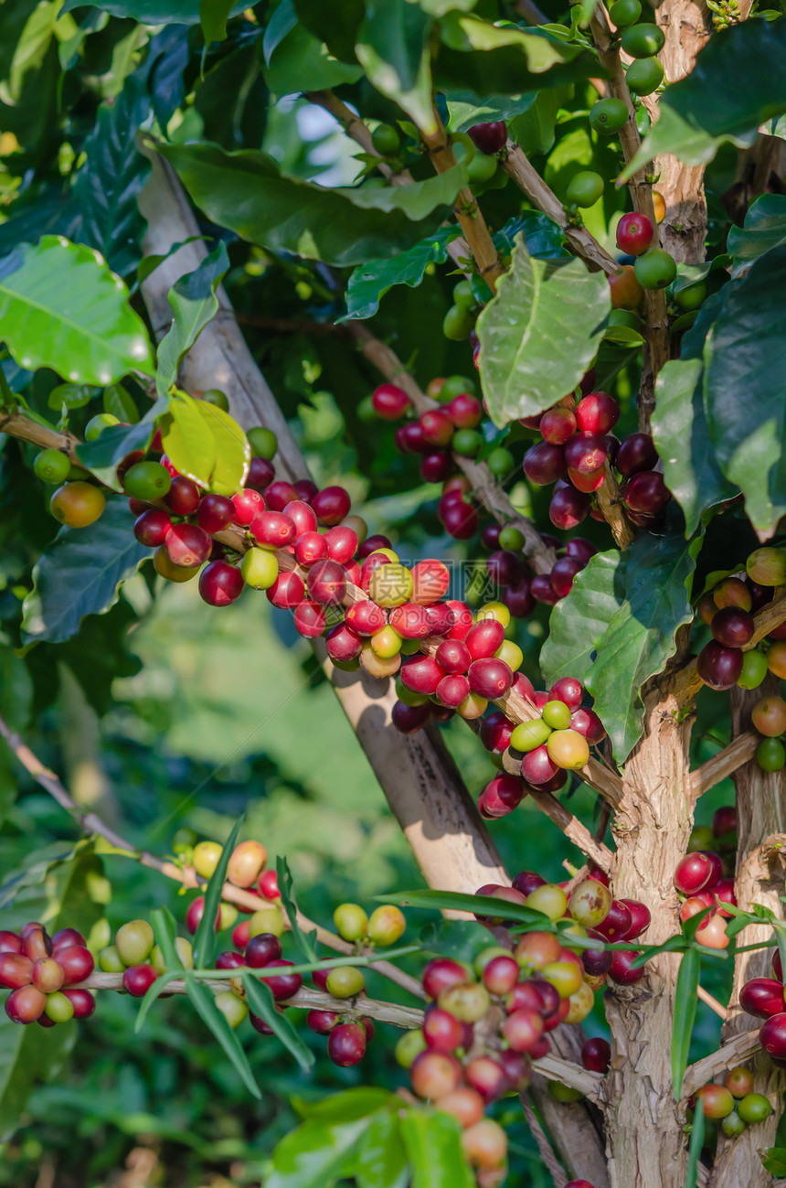 咖啡树农场上咖啡豆图片