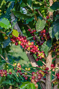 咖啡树农场上咖啡豆高清图片