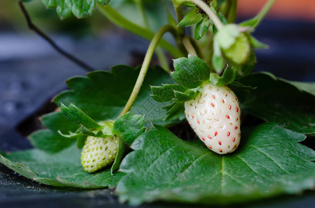 草莓种植场花园草莓种植场图片