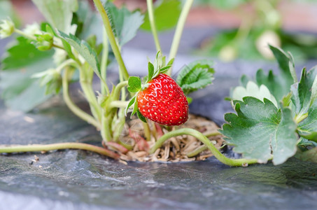 新鲜的草莓植物已经成熟可收获背景图片
