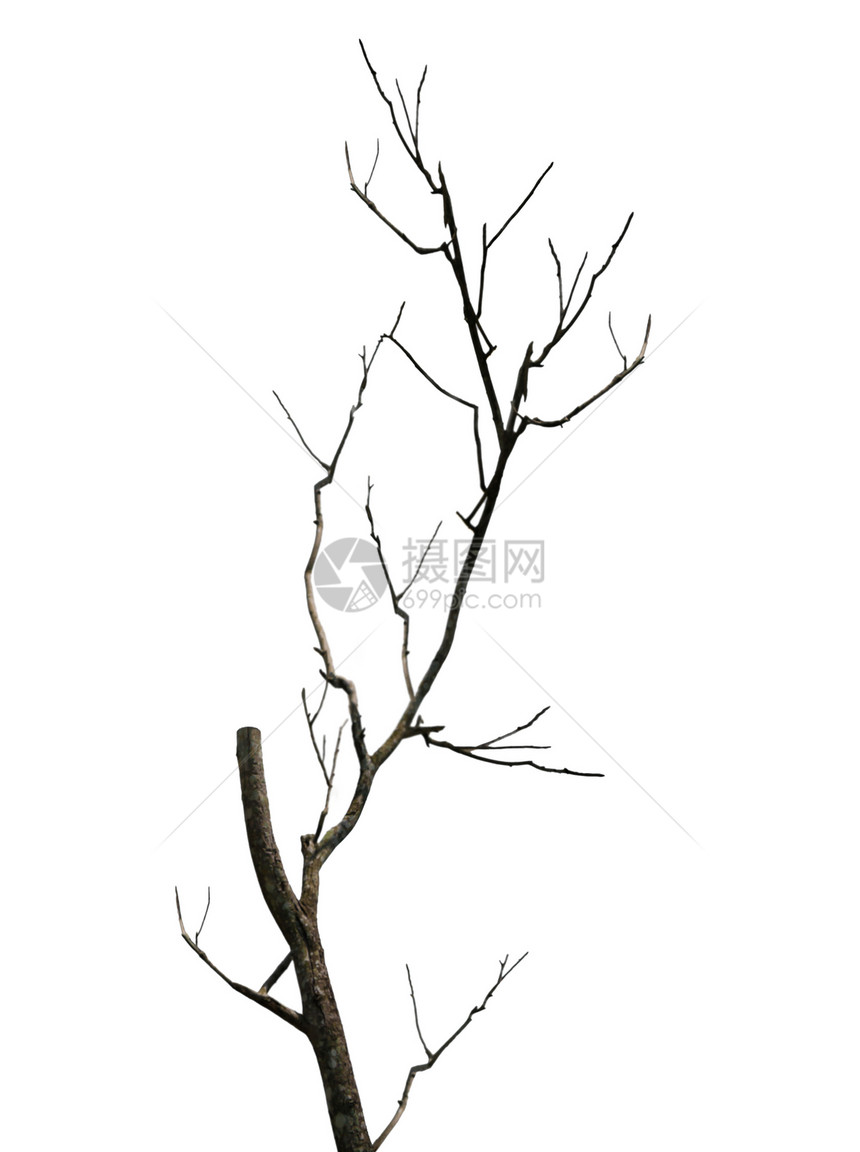 枯树的枝条在白色背景下生长的古老而完全干燥的树图片
