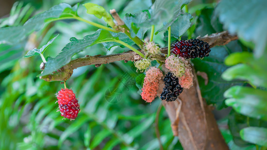 黑熟的和红木莓在树枝上高清图片