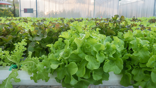 种植农用物市场中的水栽培绿色蔬菜图片
