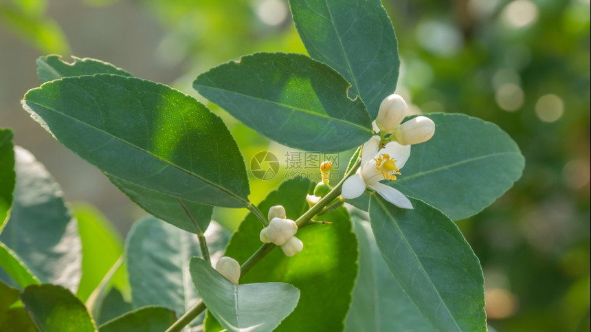 石灰花的开细节绿色叶子的开花细节图片