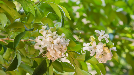 花朵园中的白绿叶子橙色茉莉花背景图片