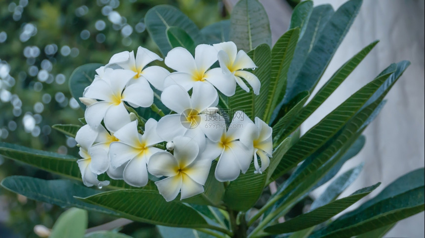 白的和黄色frafipaani花朵白的和黄色frafipaani花朵带树叶背景图片