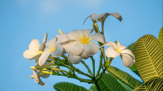 白花蓝天空的花朵图片