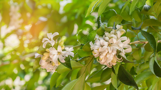 花朵园中的白绿叶子橙色茉莉花背景图片