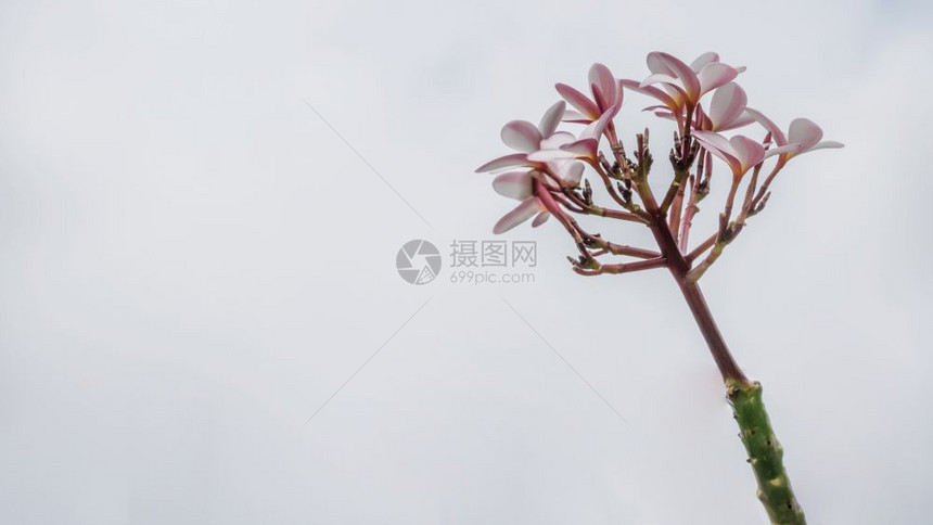 一连串粉红羽花一连串粉红羽花热带有天空背景图片