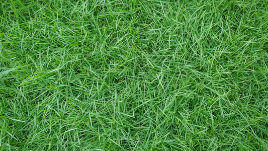 春季绿草背景图片