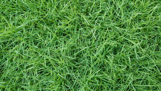 新的春季绿草自然背景纹理背景图片