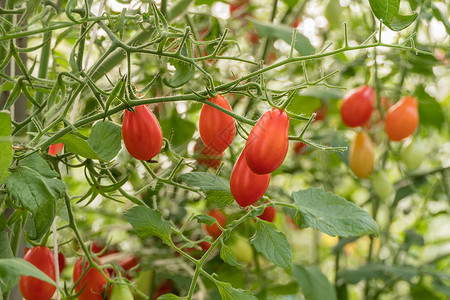 新鲜的成熟西红柿绿色叶子生长在花园的树枝上图片