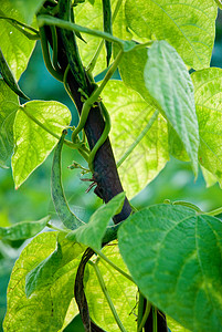在葡萄树上种植的绿豆碎屑图片
