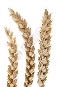 白色背景上的小麦细节图片