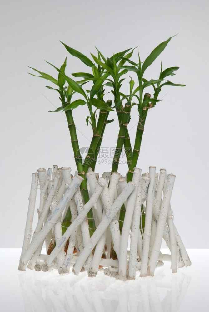 一个幸运的竹子植物白色背景图片