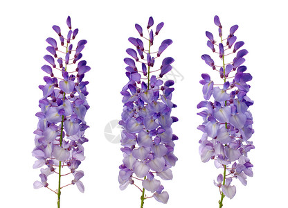 紫维斯特利亚花朵孤立在白色背景高清图片