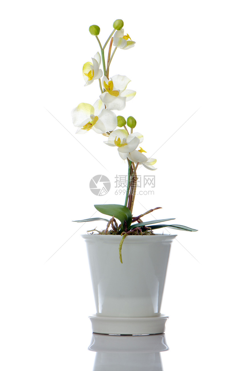 美丽的白兰花在一个锅孤立的白色背景图片