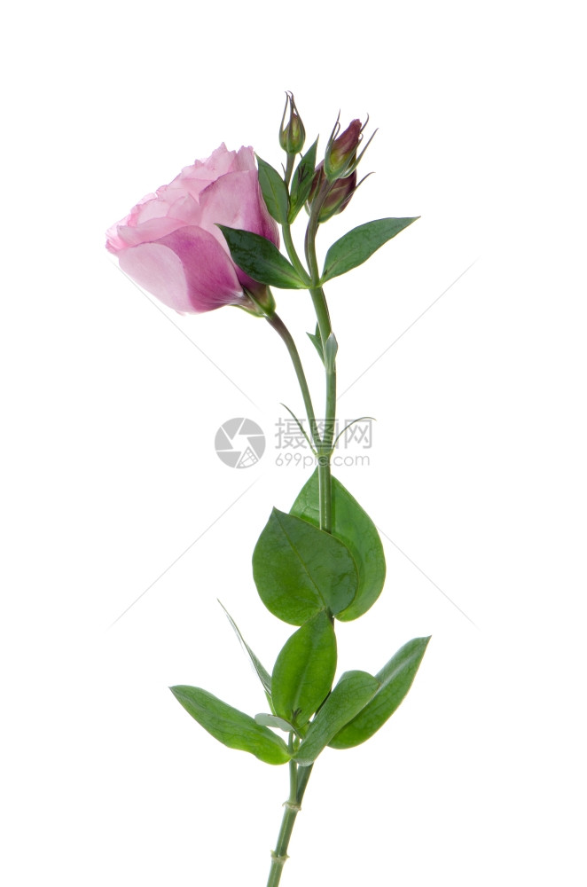 美丽的粉红色花朵侧面景被白的隔开图片