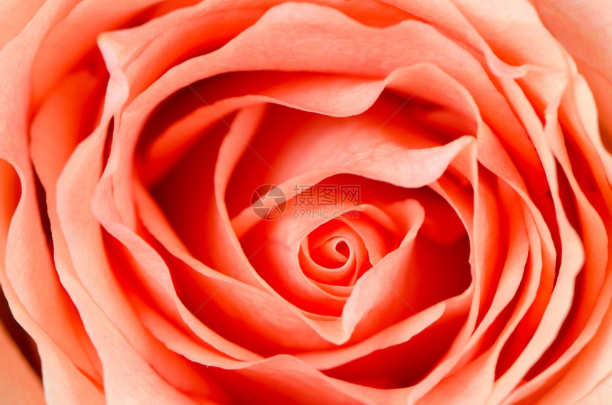 橙色玫瑰花背景顶端视图关闭图片